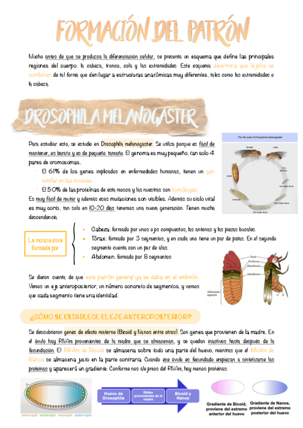 Miniatura del documento 7.-Formacion-del-patron.pdf