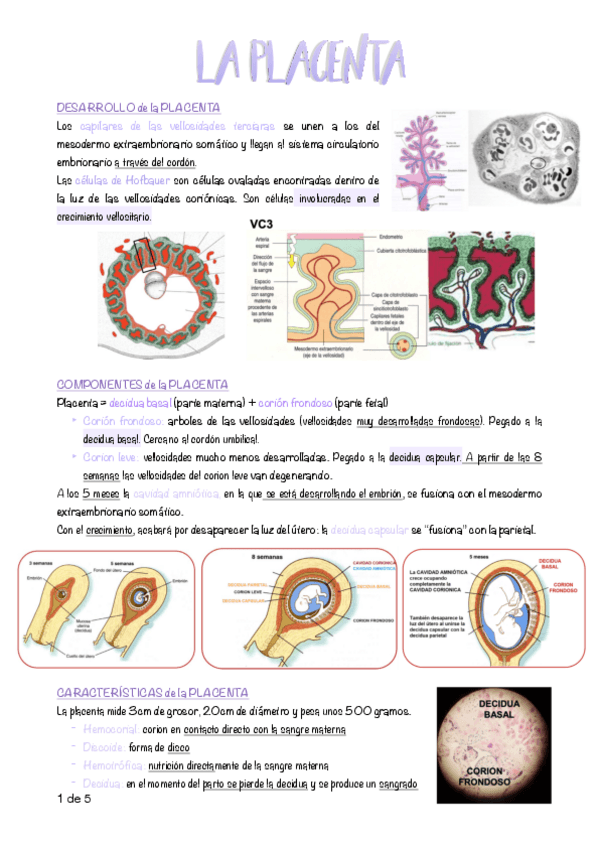 Miniatura del documento 11.-La-placenta.pdf