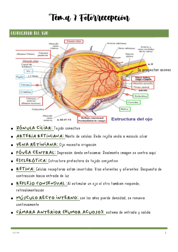 Miniatura del documento Tema-7-Fotorrecepcion.pdf