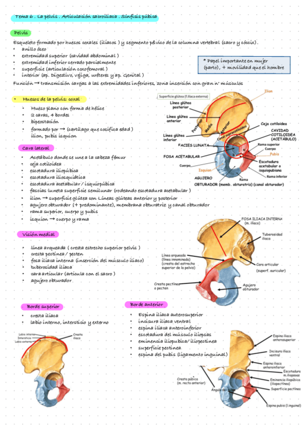 Miniatura del documento Anatomia-Tema-6-.-La-pelvis-.-Articulacion-sacroiliaca-.-Sinfisis-pubica.pdf