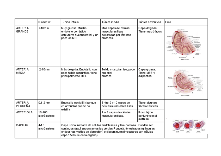 Miniatura del documento Diferencias-entre-Arterias-y-Venas.pdf