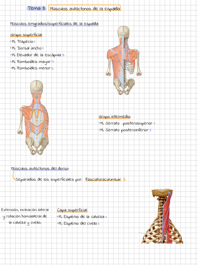 Miniatura del documento Esquema-tema-8.pdf