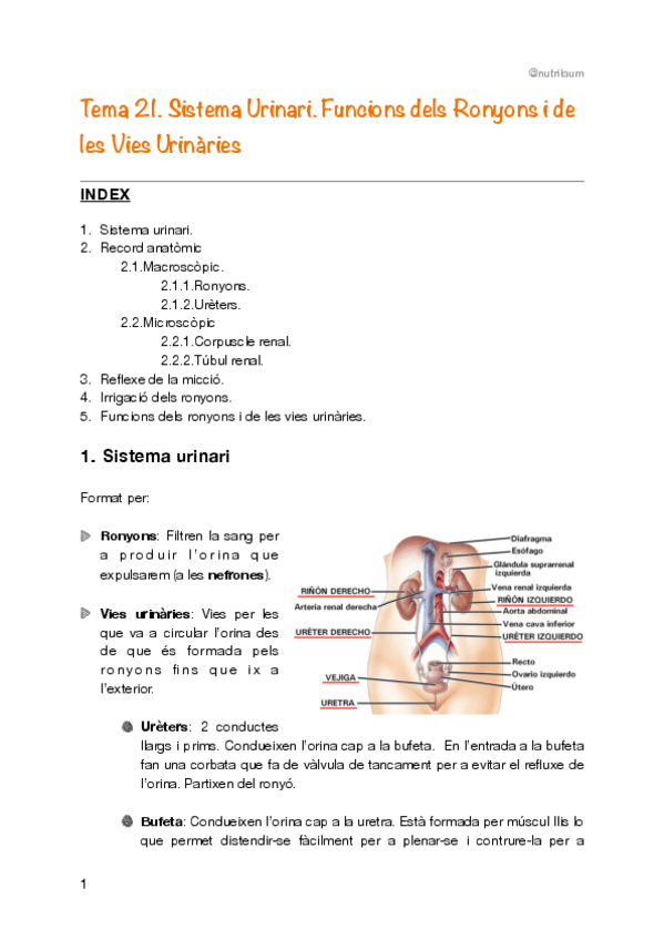 Miniatura del documento Tema-21.-Sistema-Urinari.-Funcions-dels-Ronyons-i-de-les-Vies-Urinaries.pdf