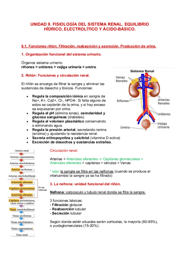 Miniatura del documento Unidad-9-Sistema-Renal.pdf