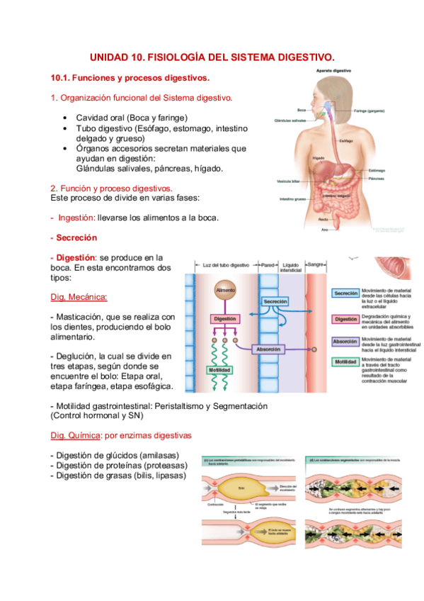 Miniatura del documento Unidad-10-Sistema-Digestivo.pdf