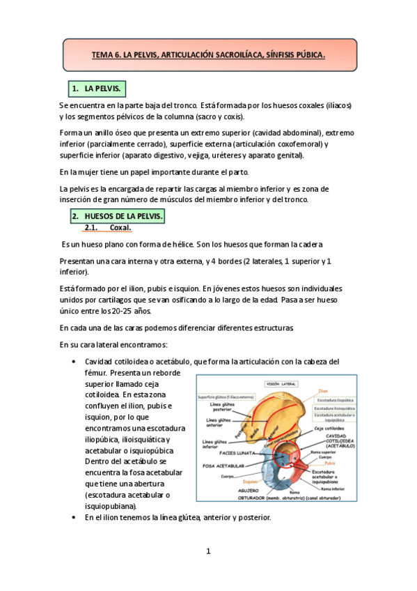 Miniatura del documento TEMA-6.-La-pelvis-articulacion-sacroiliaca-sinfisis-pubica..pdf