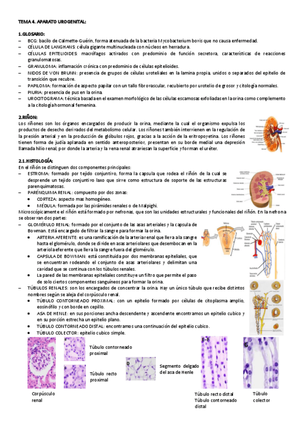 Miniatura del documento TEMA-4-CITO-GENE.pdf