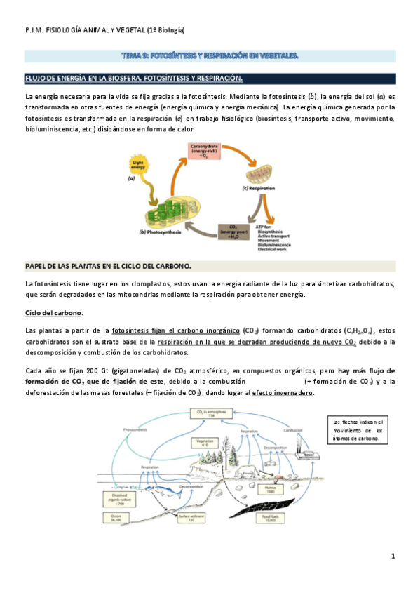 Miniatura del documento Tema 09. Fotosíntesis y Respiración en vegetales..pdf
