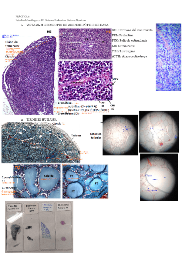 Miniatura del documento prac6.pdf