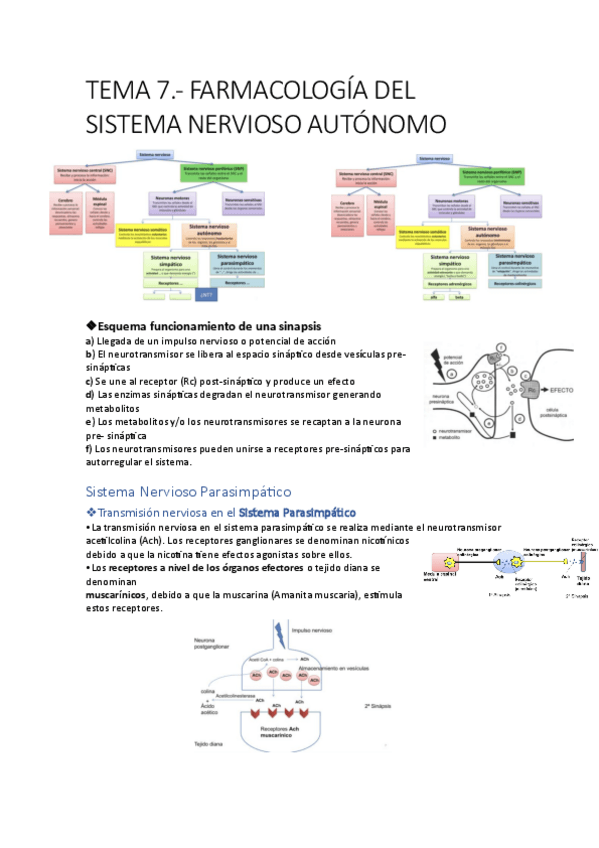 Miniatura del documento Tema-7-farmacologia-del-sistema-nervioso-autonomo.pdf