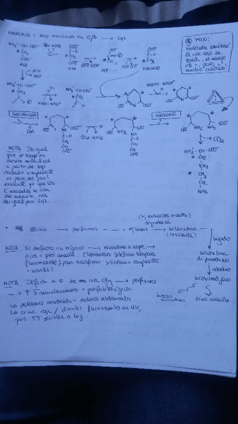 Miniatura del documento Ejerciciosmetabo1.pdf