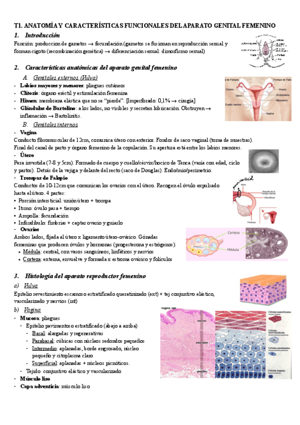 Miniatura del documento 1.-Anatomia-y-caracteristicas-funcionales-del-aparato-genital-femenino.pdf