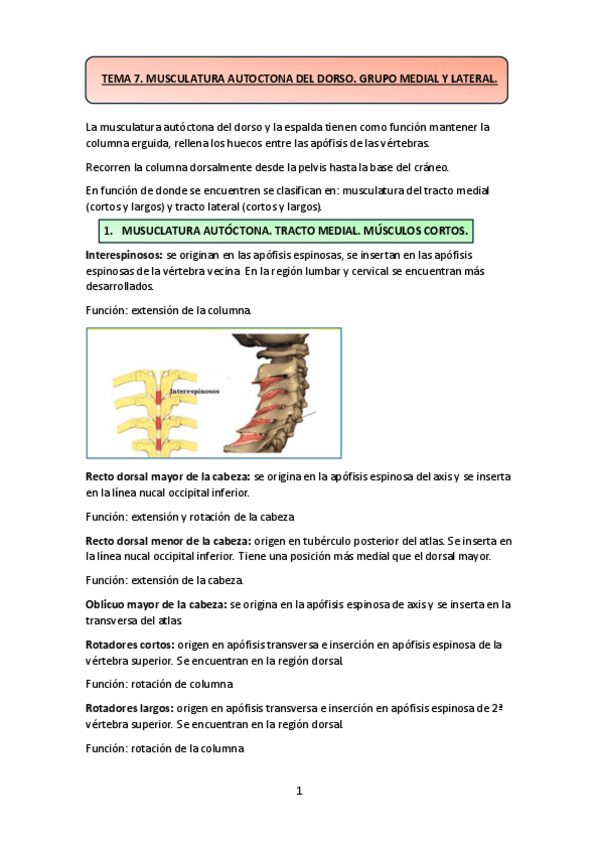 Miniatura del documento TEMA-7.-MUSCULATURA-AUTOCTONA-DEL-DORSO.-GRUPO-MEDIAL-Y-LATERAL..pdf