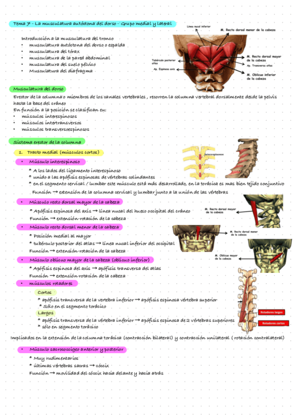 Miniatura del documento Anatomia-Tema-7.-La-Musculatura-Autoctona-Del-Dorso.-Grupo-Medial-Y-Lateral.pdf