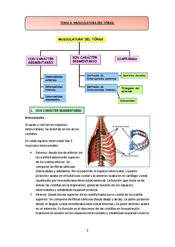Miniatura del documento TEMA-8.-MUSCULATURA-DEL-TORAX.pdf