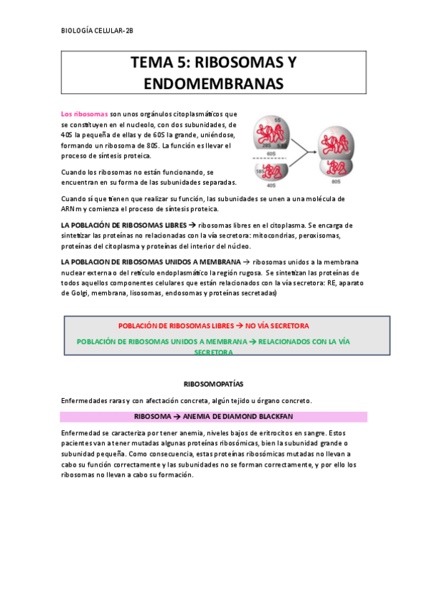 Miniatura del documento TEMA-5-RIBOSOMAS-Y-APARATO-DE-GOLGI.pdf