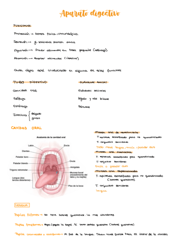 Miniatura del documento HISTOLOGÍA APARATO DIGESTIVO.pdf