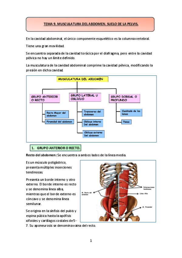 Miniatura del documento TEMA-9.-MUSCULATURA-DEL-ABDOMEN.-SUELO-DE-LA-PELVIS..pdf