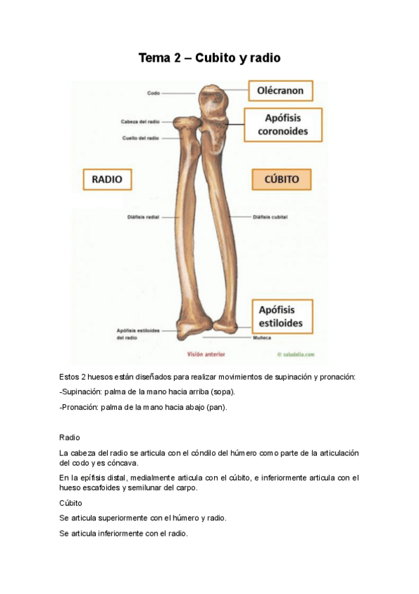 Miniatura del documento practica2-cubito-radio-huesos-mano.pdf