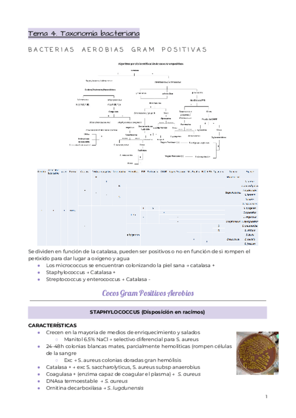 Miniatura del documento Tema-4.-Taxonomia-bacteriana.pdf