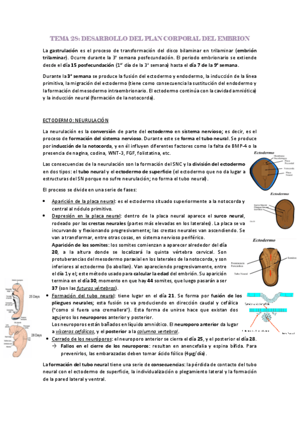 Miniatura del documento desarrollo-embrionario.pdf