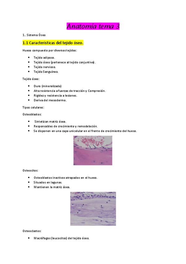 Miniatura del documento Anatomia-huesos-marcas-oseas-articulaciones.pdf
