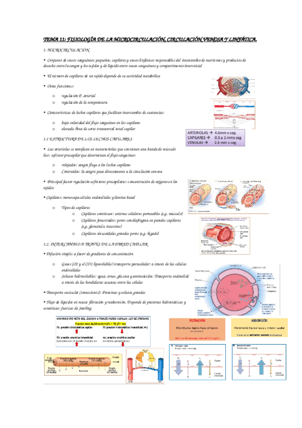 Miniatura del documento fisiologia-II.docx