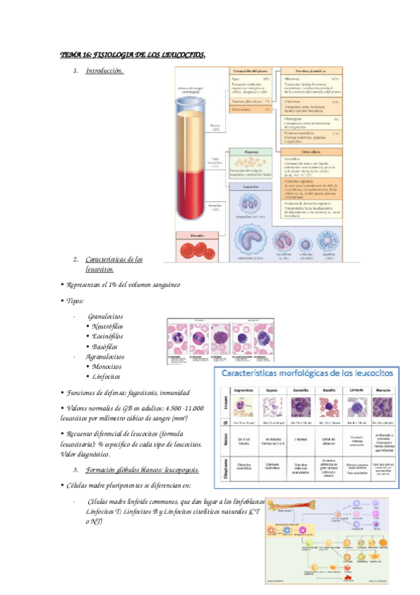 Miniatura del documento fisiologia-II.docx
