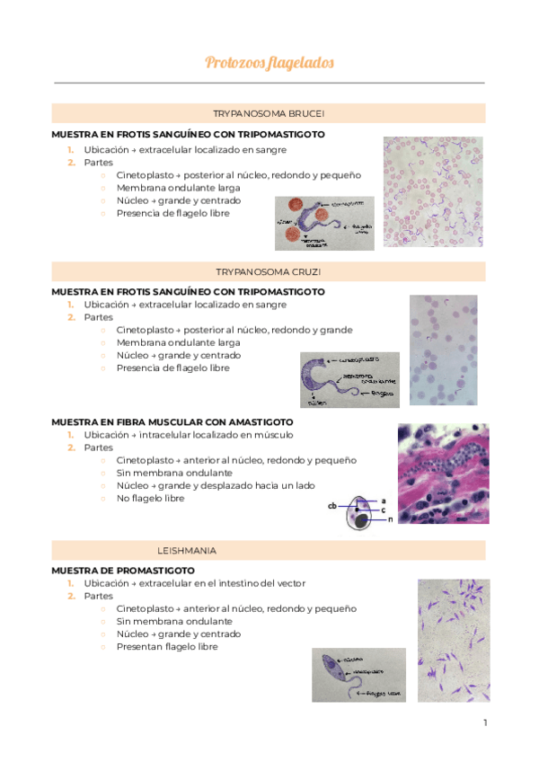 Miniatura del documento Practicas-de-parasitologia.pdf
