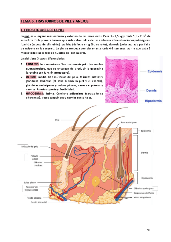 Miniatura del documento 6. Piel y anejos.pdf