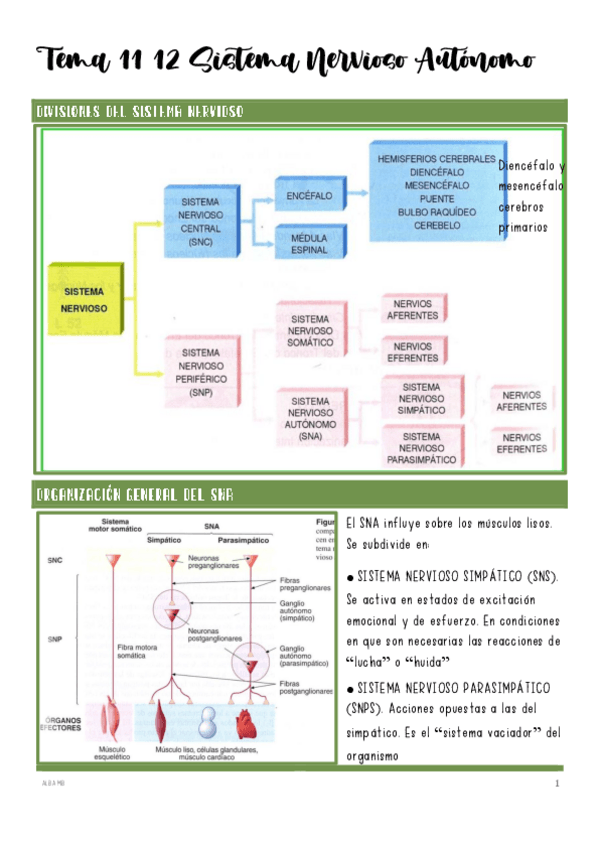 Miniatura del documento Tema-11-12-Sistema-Nervioso-Autonomo.pdf