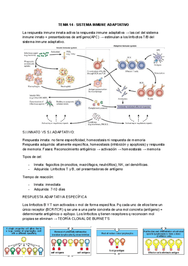 Miniatura del documento TEMA-14-SISTEMA-INMUNE-ADAPTATIVO.pdf