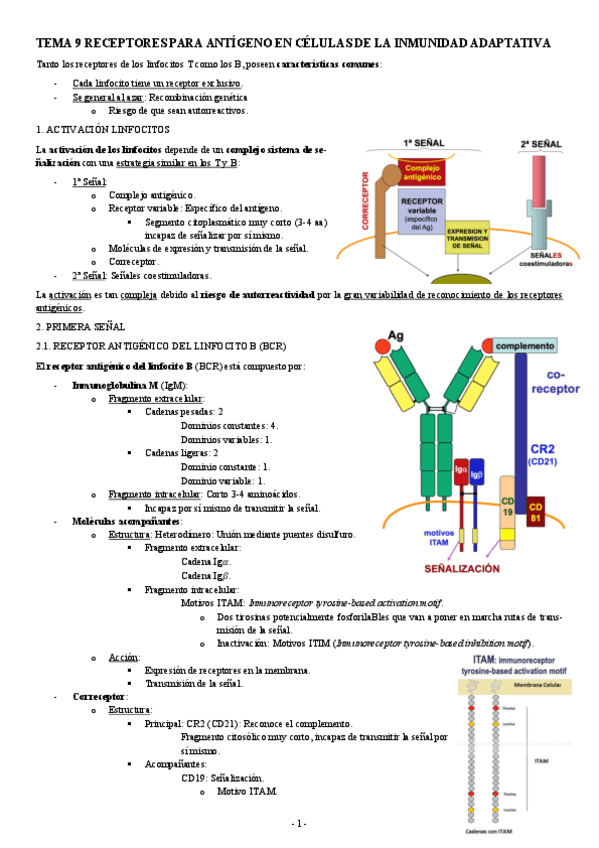 Miniatura del documento INMUNOLOGIA-TEMA-9-RECEPTORES-PARA-ANTIGENO-EN-CELULAS-DE-LA-INMUNIDAD-ADAPTATIVA.pdf