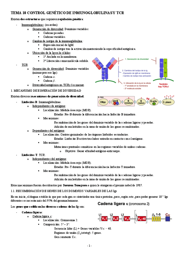 Miniatura del documento INMUNOLOGIA-TEMA-10-CONTROL-GENETICO-DE-INMUNOGLOBULINAS-Y-TCR.pdf