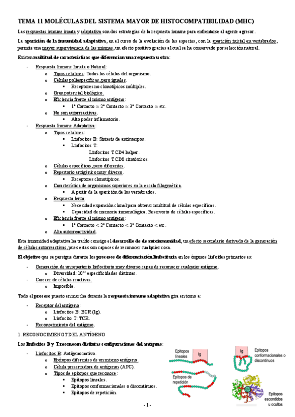 Miniatura del documento INMUNOLOGIA-TEMA-11-MOLECULAS-DEL-SISTEMA-MAYOR-DE-HISTOCOMPATIBILIDAD-MHC.pdf