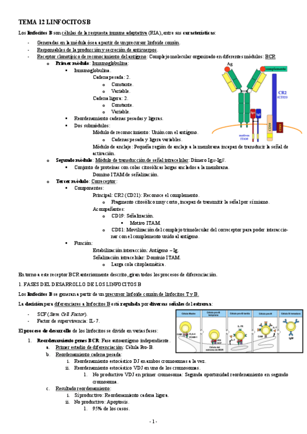 Miniatura del documento INMUNOLOGIA-TEMA-12-LINFOCITOS-B.pdf
