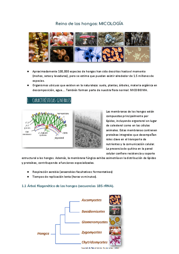 Miniatura del documento TEMA-9-Reino-de-los-hongos-MICOLOGIA.pdf