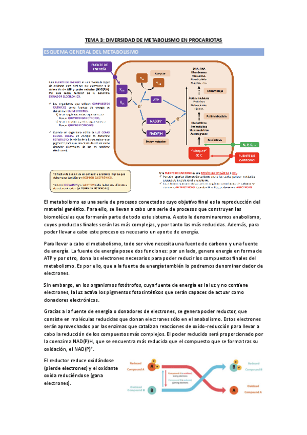 Miniatura del documento TEMA-3-MICROBIOLOGIA.pdf