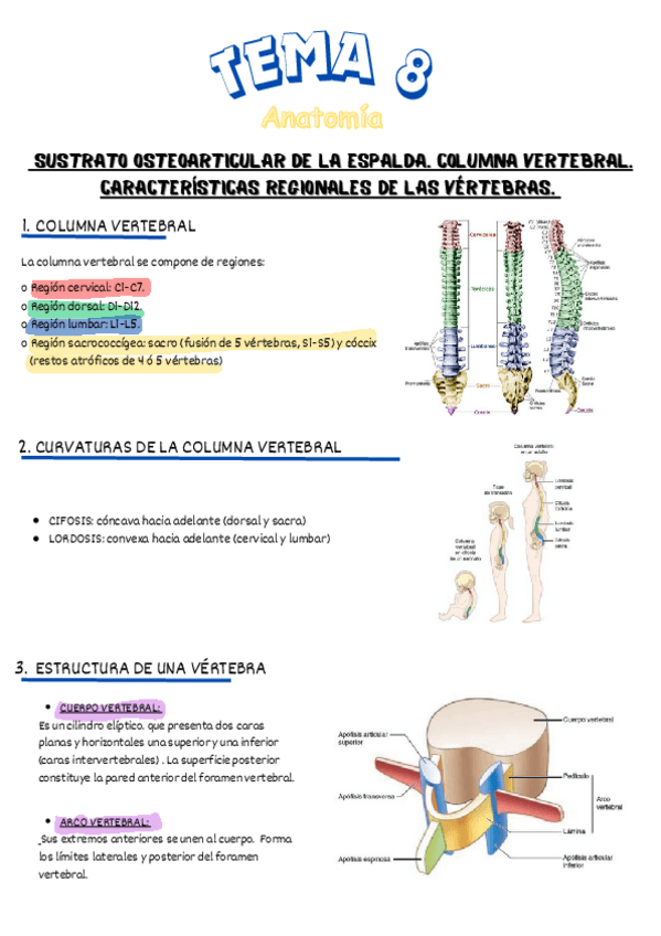 Miniatura del documento tema-8-SUSTRATO-OSTEOARTICULAR-DE-LA-ESPALDA.-COLUMNA-VERTEBRAL.-CARACTERISTICAS-REGIONALES-DE-LAS-VERTEBRAS..pdf