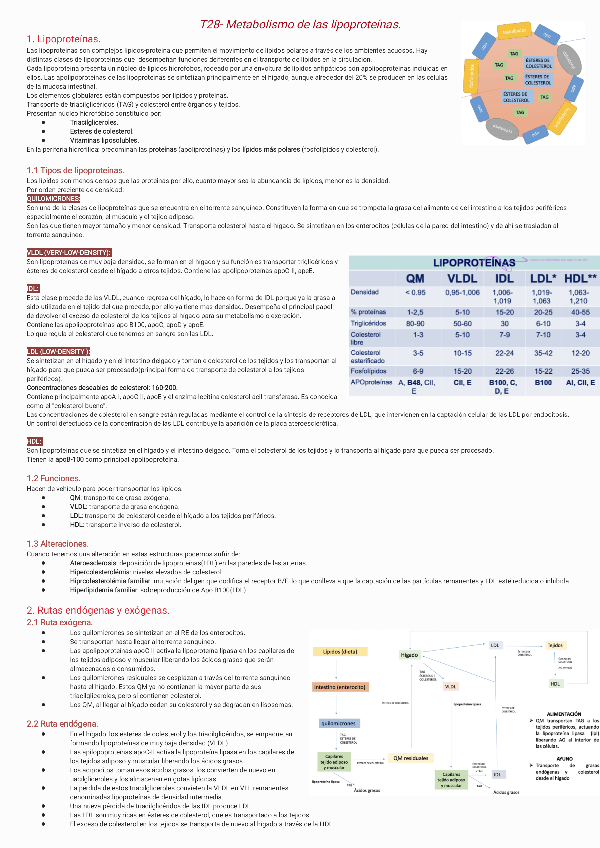 Miniatura del documento T28-Metabolismo-de-las-lipoproteinas231123224258.pdf