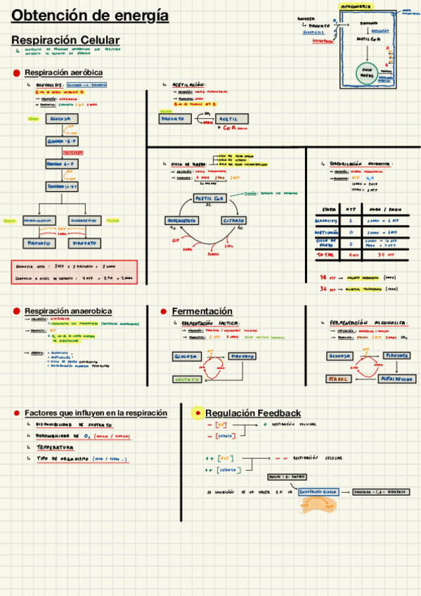 Miniatura del documento Obtencion-de-energia.pdf