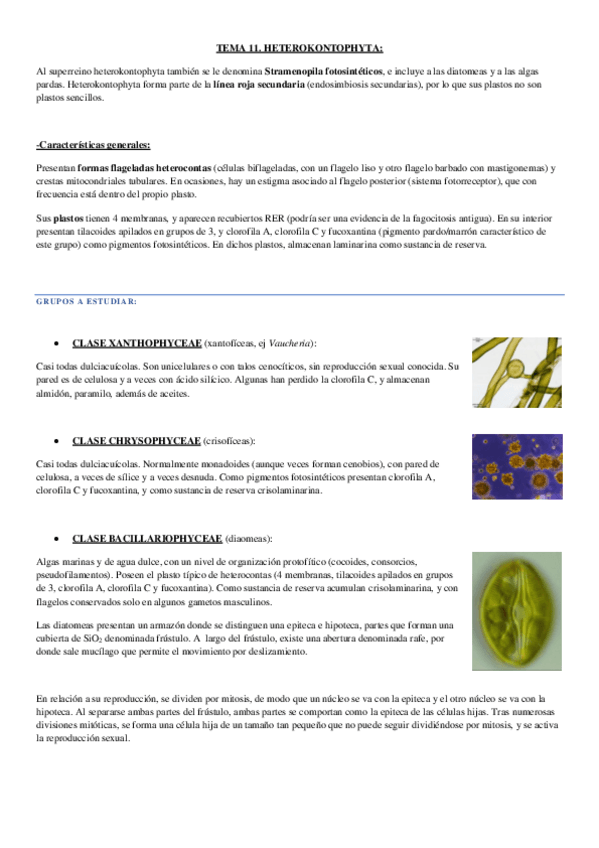 Miniatura del documento algas tema 11.-heterokontophyta.pdf