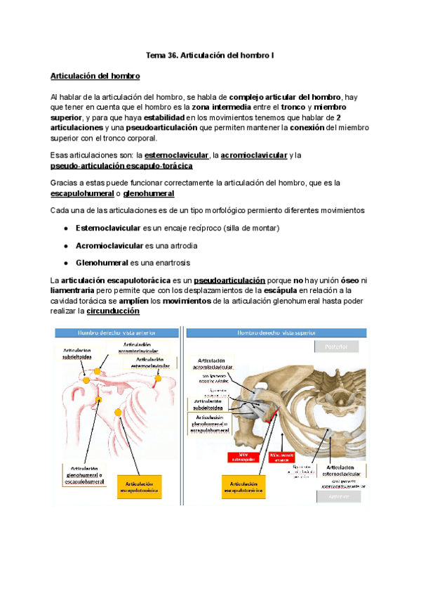 Miniatura del documento Tema-36.-Articulacion-del-hombro-I.pdf