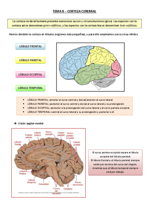 Miniatura del documento Tema 8 - Corteza Cerebral.pdf