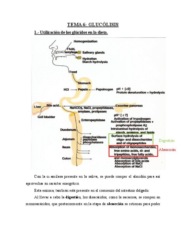 Miniatura del documento TEMA-6-Glucolisis.pdf
