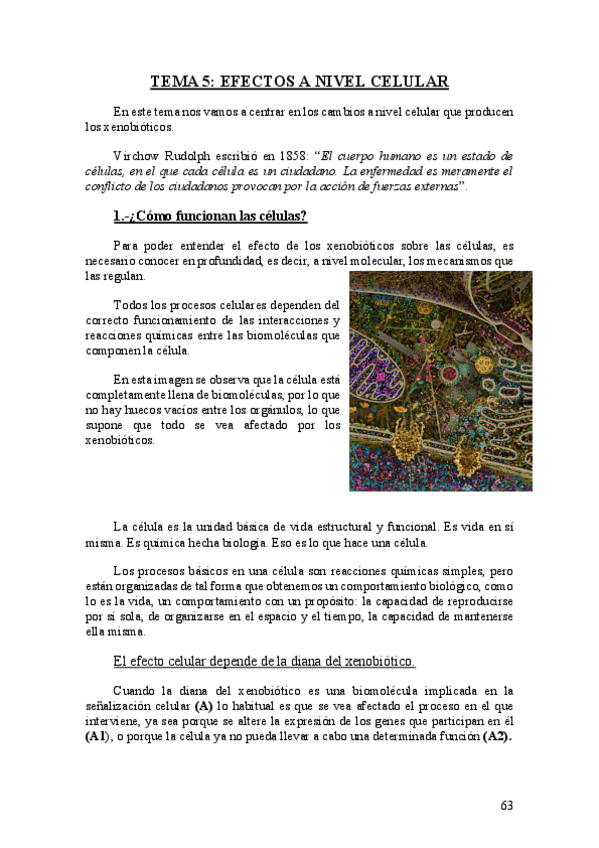 Miniatura del documento Tema-5.-Efectos-a-nivel-celular.pdf