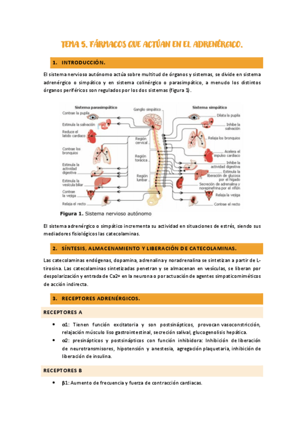 Miniatura del documento TEMA-5.-FARMACOS-QUE-ACTUAN-EN-EL-ADRENERGICO.pdf