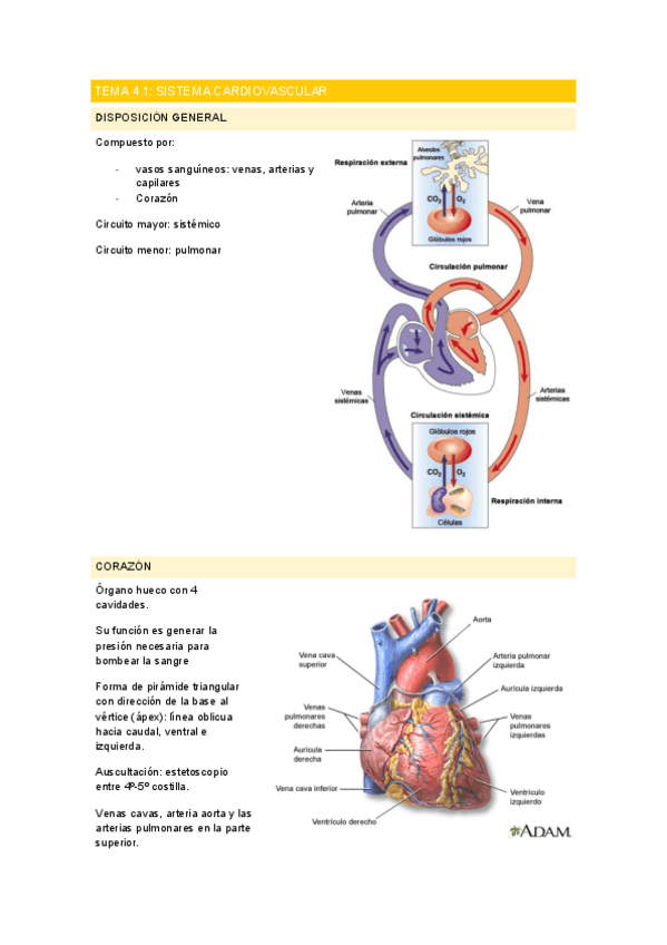 Miniatura del documento Sistema-cardiovascular.pdf
