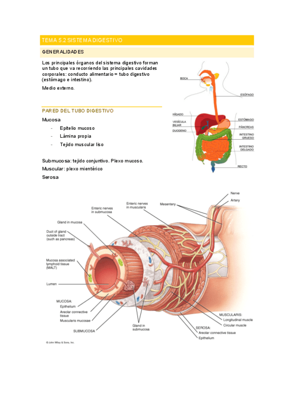 Miniatura del documento Sistemadigestivo.pdf