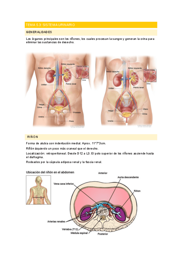 Miniatura del documento Sistema-urinario.pdf